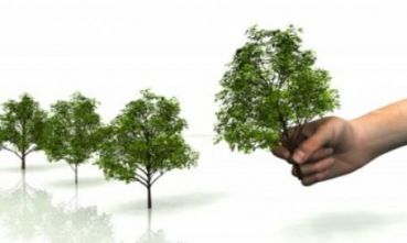 foto alberi di hera